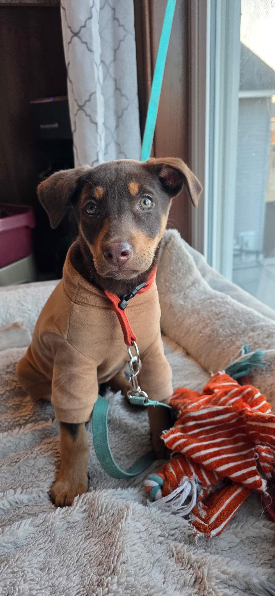 Enlarge Mara, a Adopted Doberman Pinscher in Minneapolis, MN image 2/3