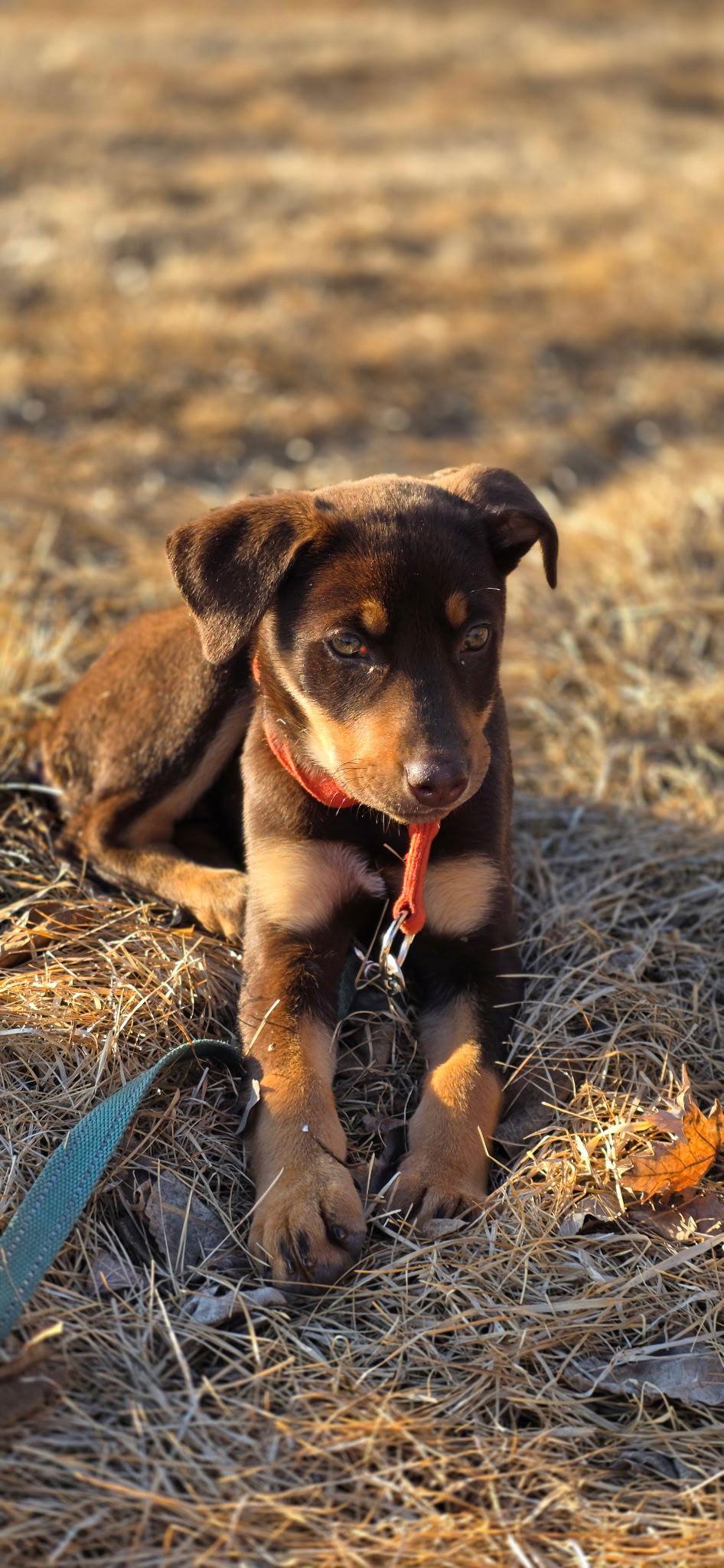 Enlarge Mara, a Adopted Doberman Pinscher in Minneapolis, MN image 3/3