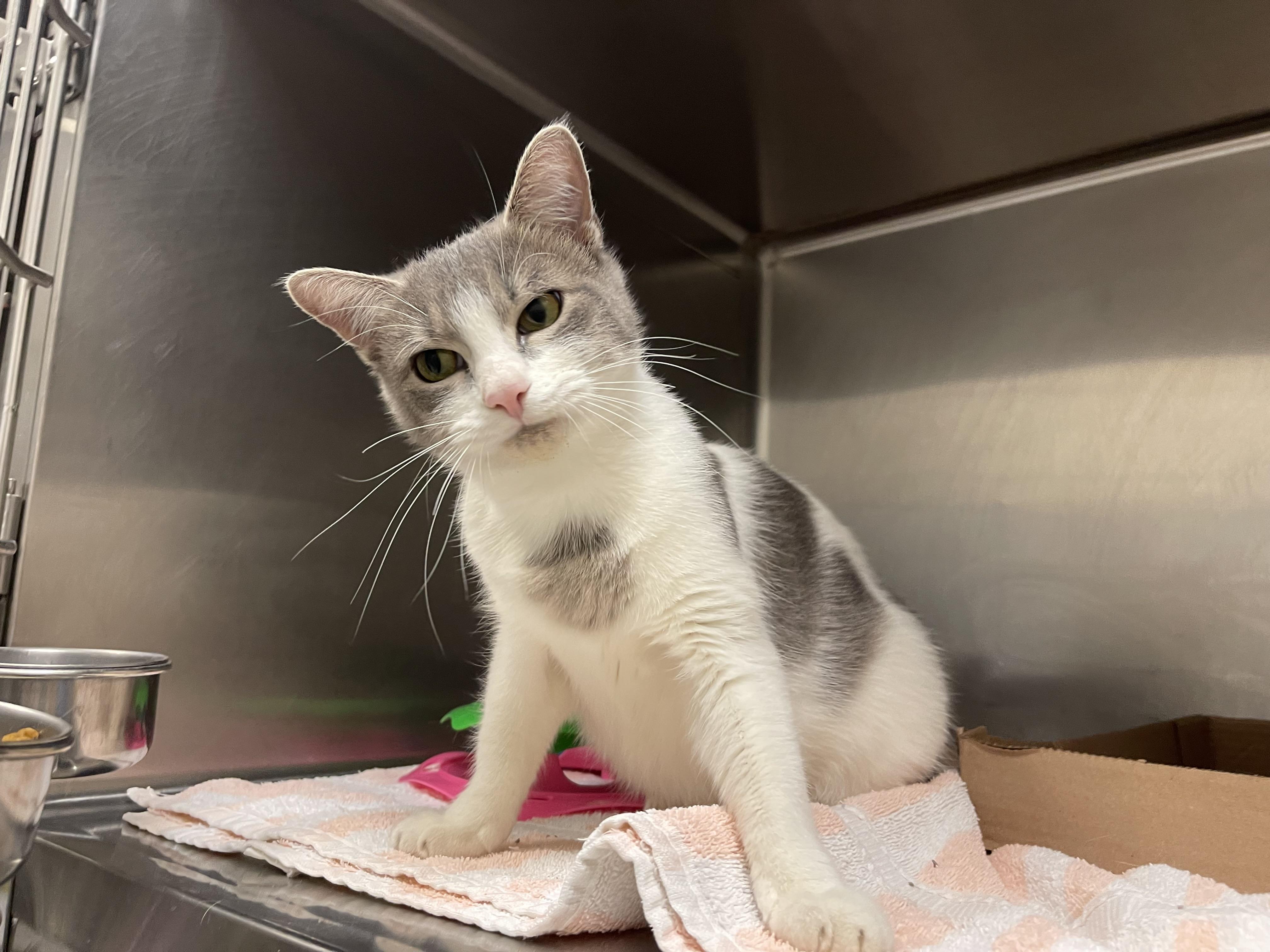 Summer, ADOPTABLE, Young Female Domestic Short Hair.