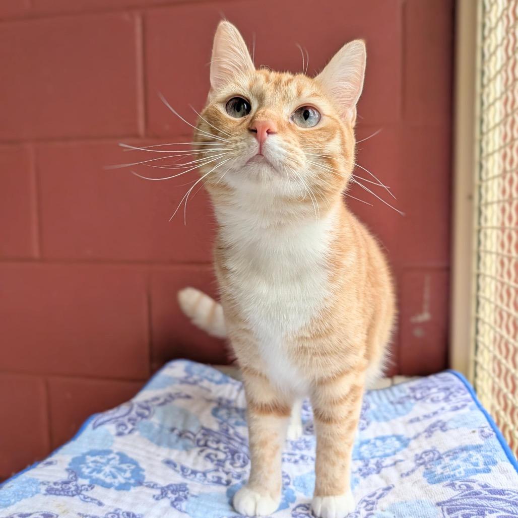 Enlarge Ginny, a Adoptable Domestic Short Hair in Kailua Kona, HI image 1/3