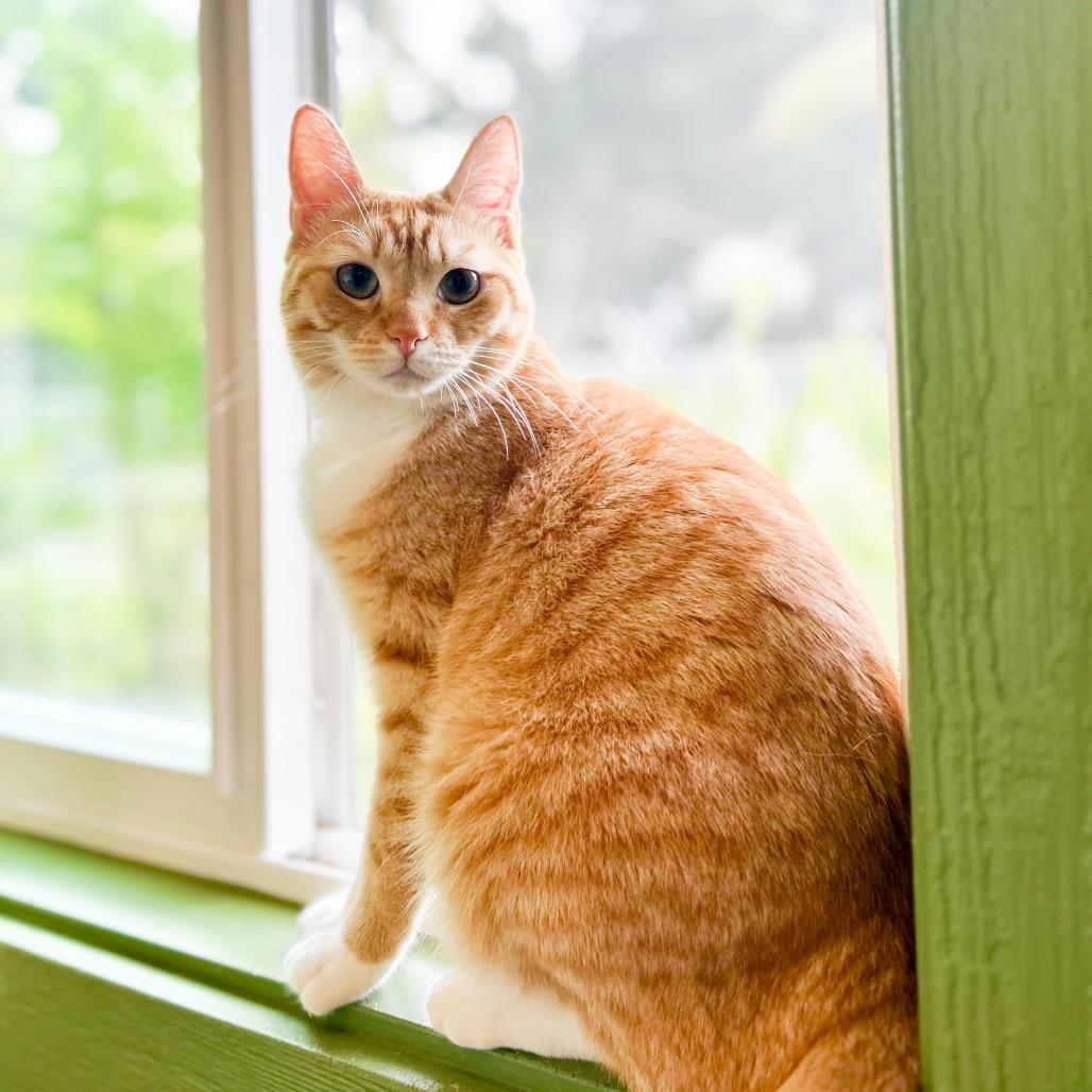 Ginny, Adoptable, Young Female Domestic Short Hair.