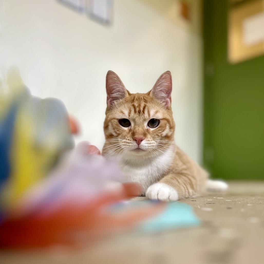 Enlarge Ginny, a Adoptable Domestic Short Hair in Kailua Kona, HI image 2/2