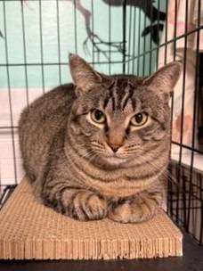 Enlarge 91-Daffodil (in foster), a Adoptable mixed breed in Windsor, CT image 1/2
