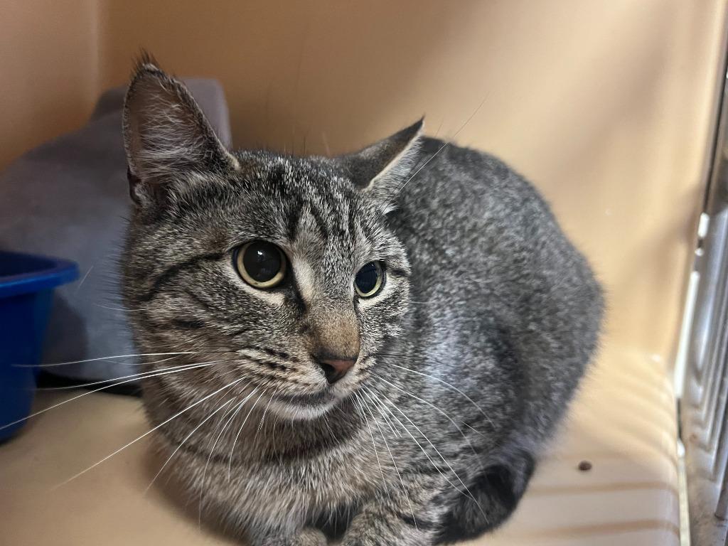 Enlarge 91-Daffodil (in foster), a Adoptable mixed breed in Windsor, CT image 1/1