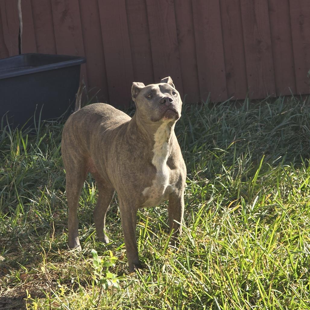 Canela Bella, Adoptable, Senior Female Pit Bull Terrier.