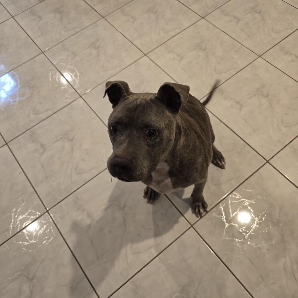 Enlarge Canela Bella, a Adoptable Pit Bull Terrier in Dallas, TX image 2/6