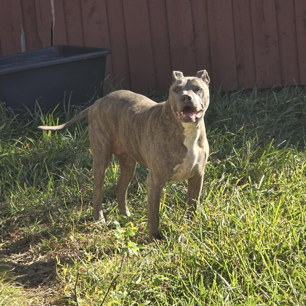 Enlarge Canela Bella, a Adoptable Pit Bull Terrier in Dallas, TX image 3/6