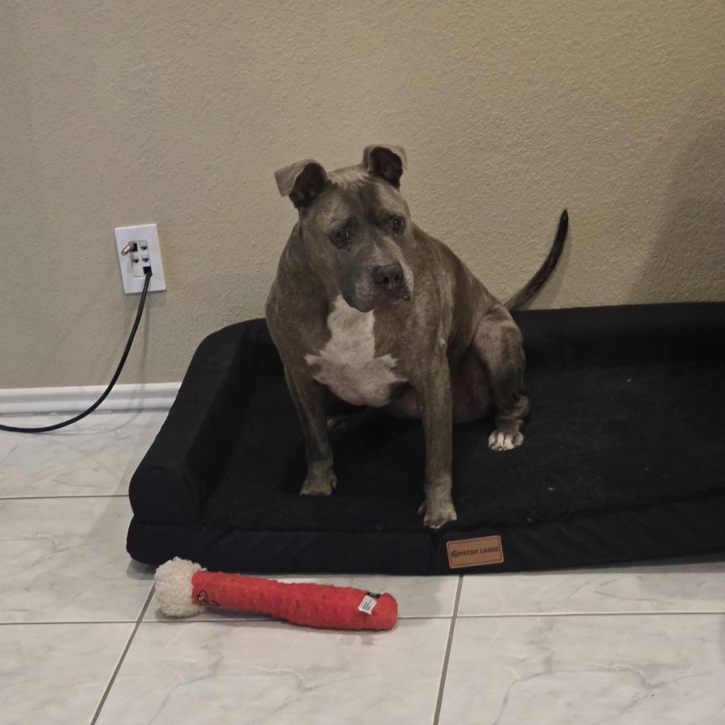 Enlarge Canela Bella, a Adoptable Pit Bull Terrier in Dallas, TX image 4/6