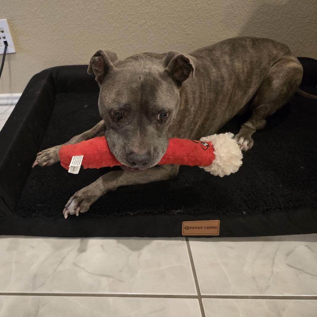 Enlarge Canela Bella, a Adoptable Pit Bull Terrier in Dallas, TX image 5/6