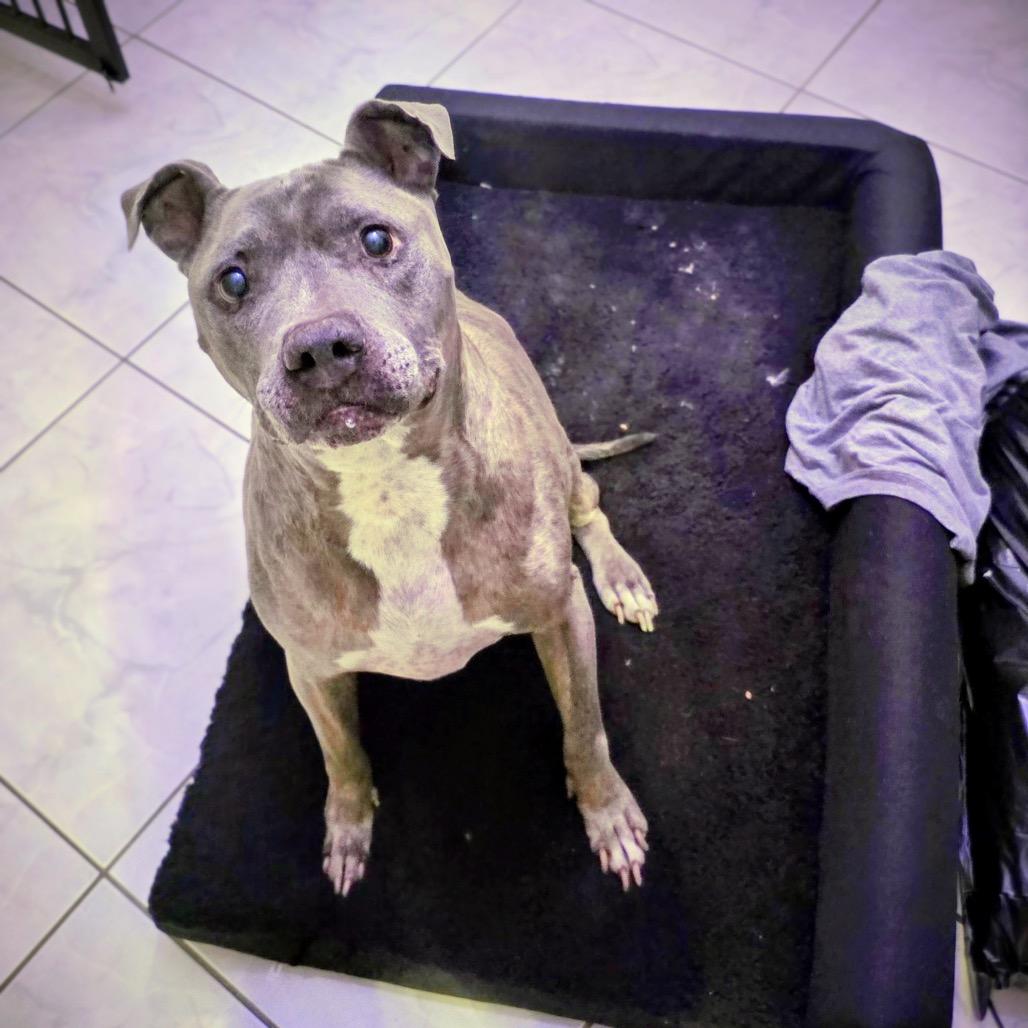 Enlarge Canela Bella, a Adoptable Pit Bull Terrier in Dallas, TX image 6/6