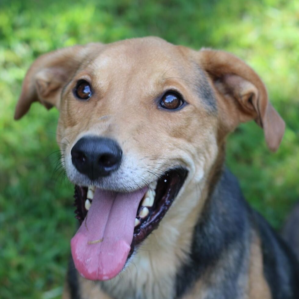 Enlarge Daario, an adoptable mixed breed in Boston, MA image 4/6
