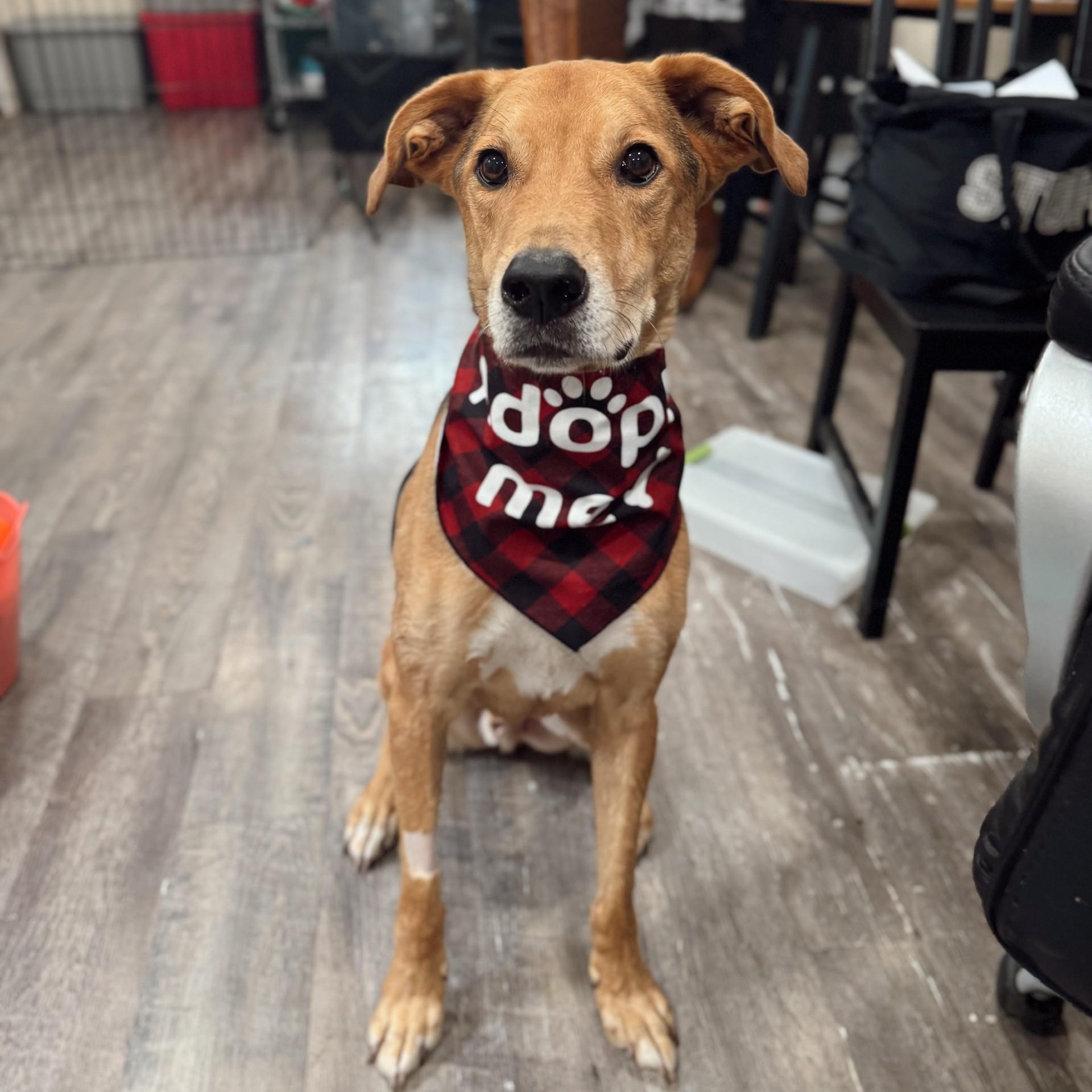 Daario, adoptable, Senior Male Mixed Breed & Labrador Retriever.