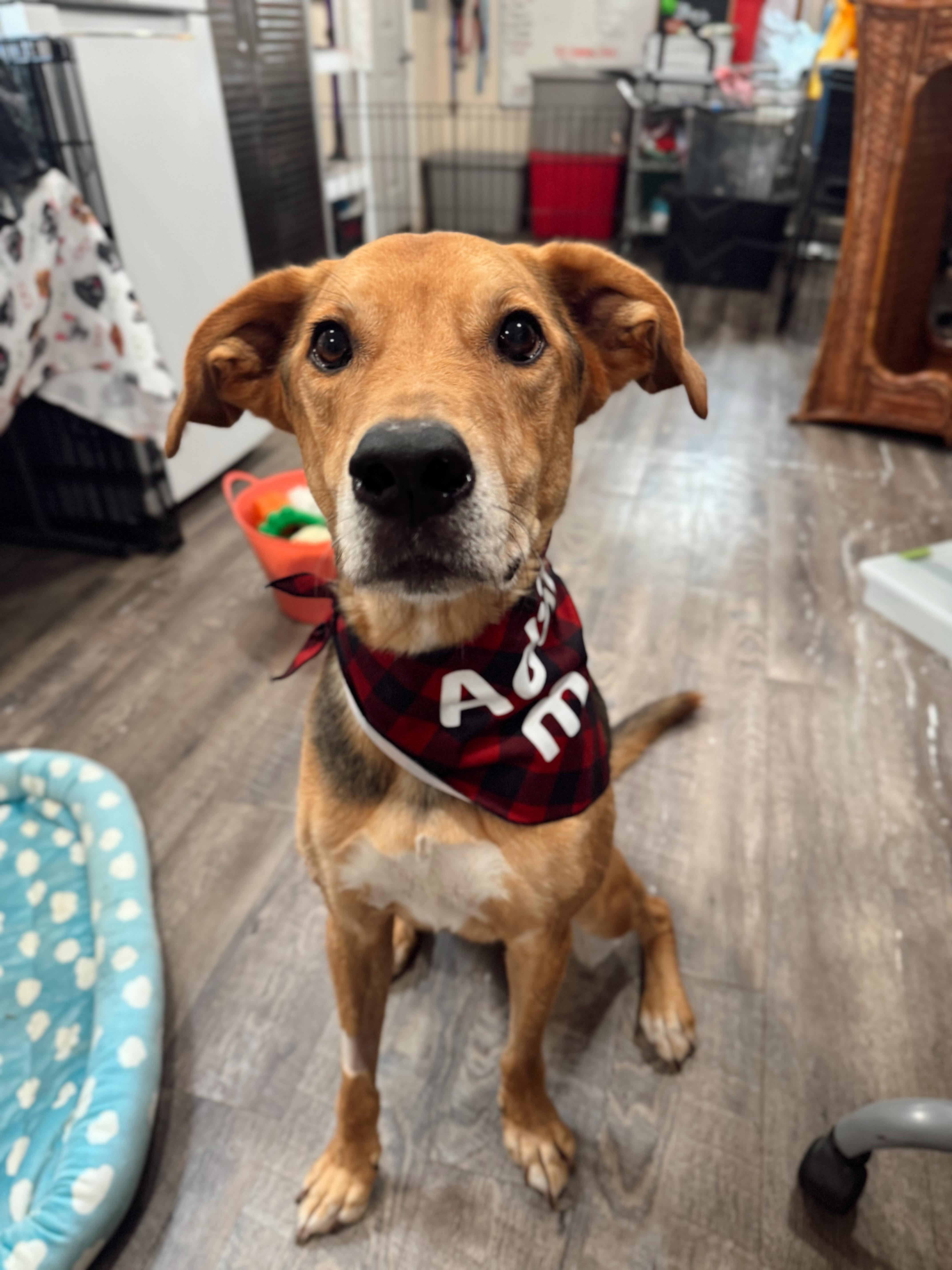 Enlarge Daario, an adoptable mixed breed in Boston, MA image 2/6
