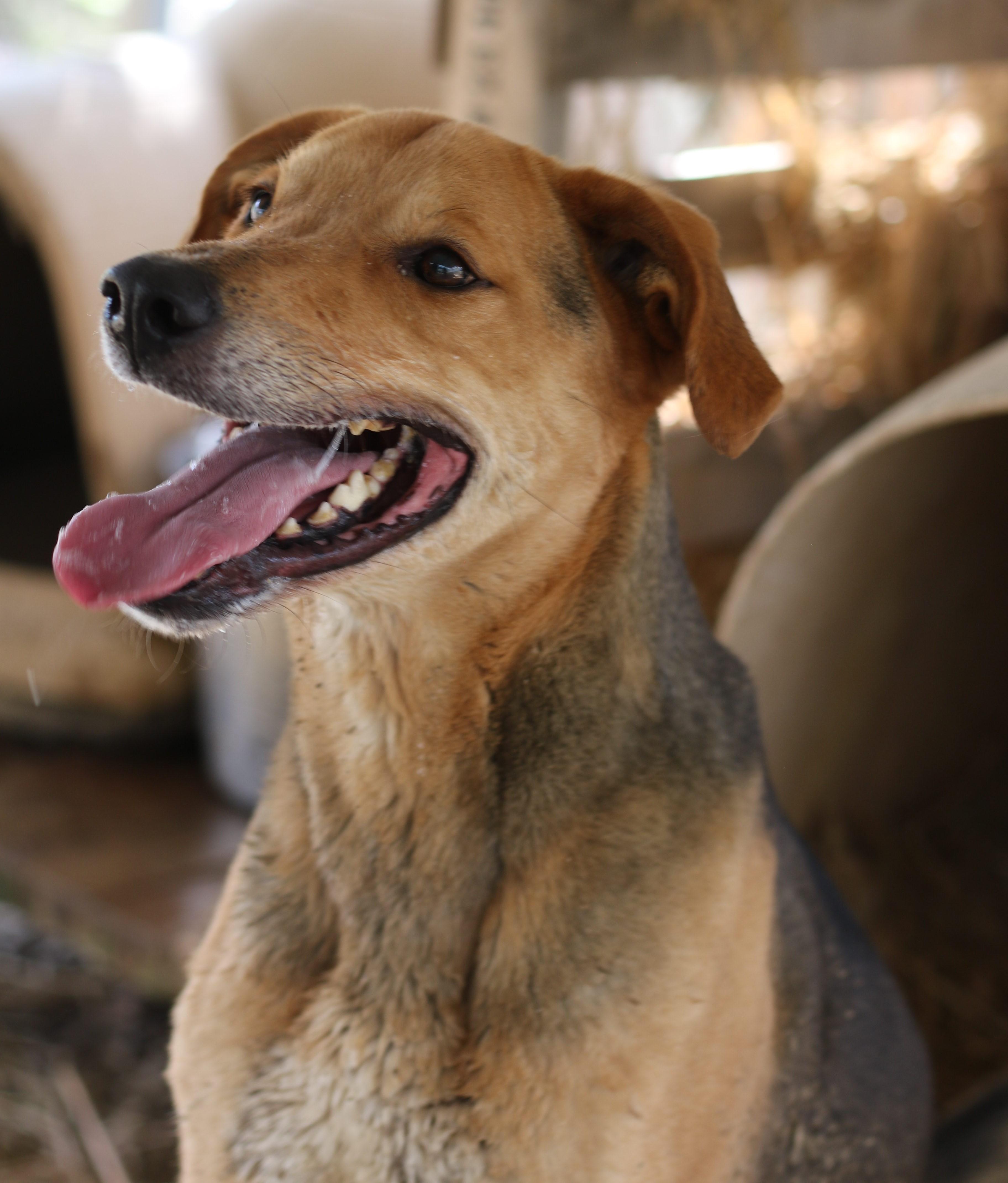 Enlarge Daario, an adoptable mixed breed in Boston, MA image 3/6