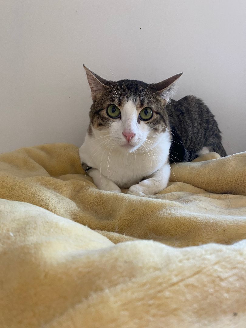 Pepper, Adoptable, Adult Female Domestic Short Hair.