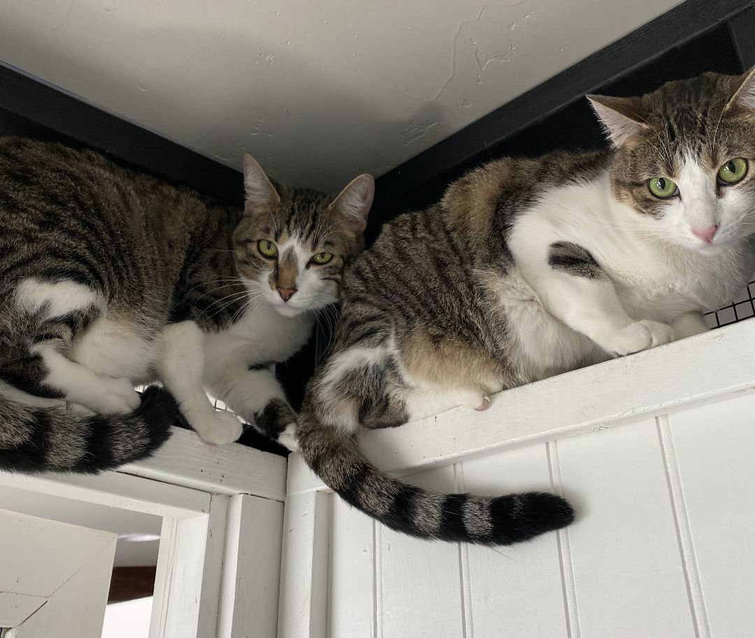 Enlarge Pepper, a Adoptable Domestic Short Hair in Grass Valley, CA image 2/18