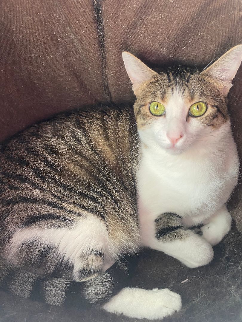 Enlarge Pepper, a Adoptable Domestic Short Hair in Grass Valley, CA image 3/18