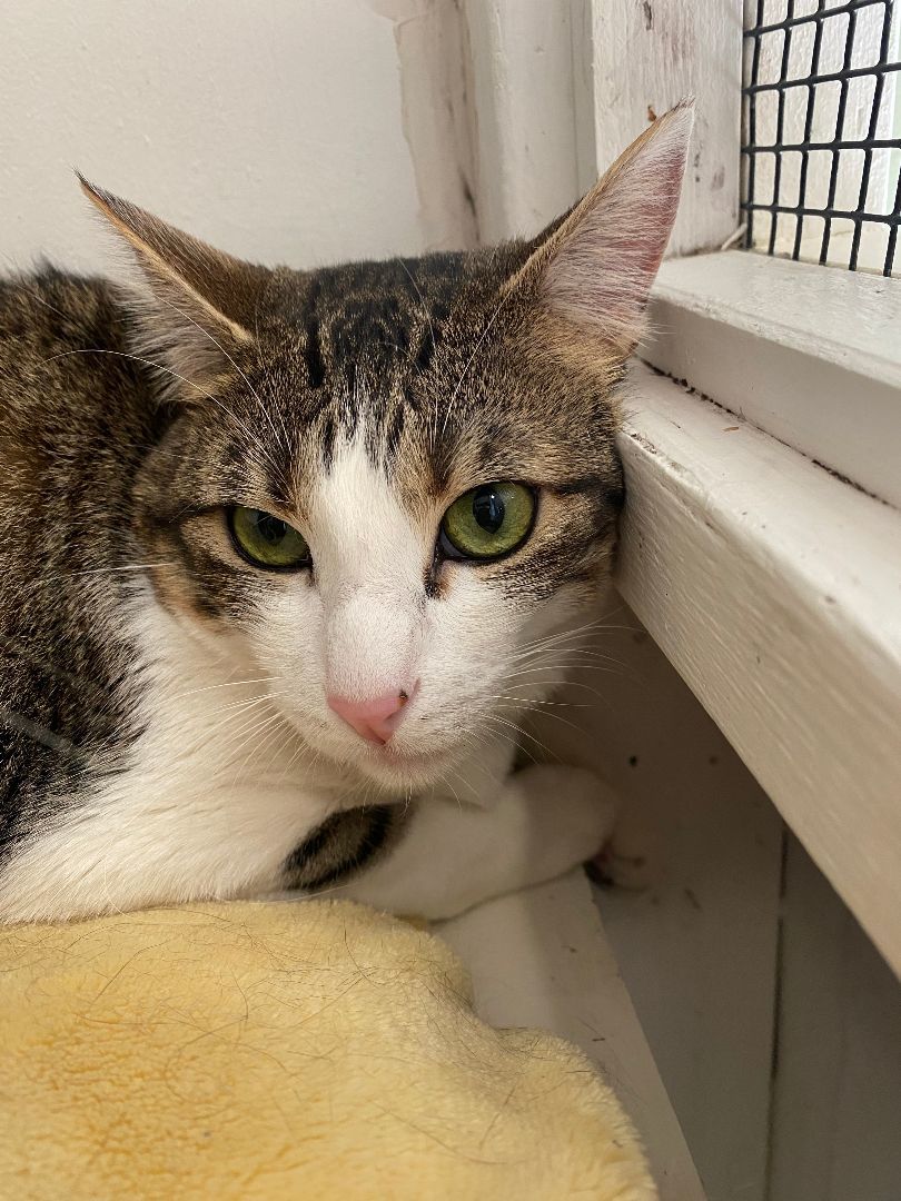 Enlarge Pepper, a Adoptable Domestic Short Hair in Grass Valley, CA image 4/18