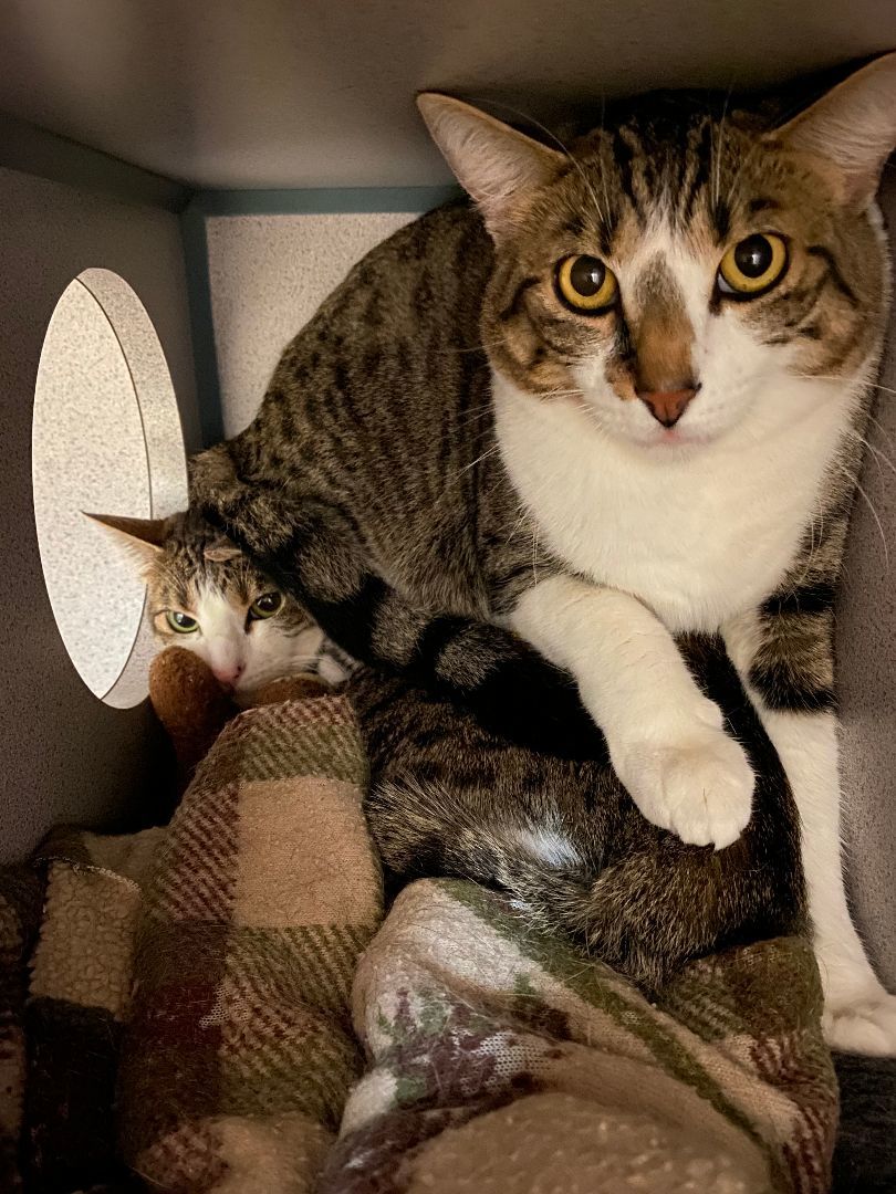 Enlarge Pepper, a Adoptable Domestic Short Hair in Grass Valley, CA image 5/18