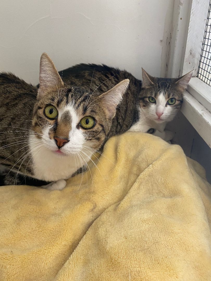 Enlarge Pepper, a Adoptable Domestic Short Hair in Grass Valley, CA image 6/18