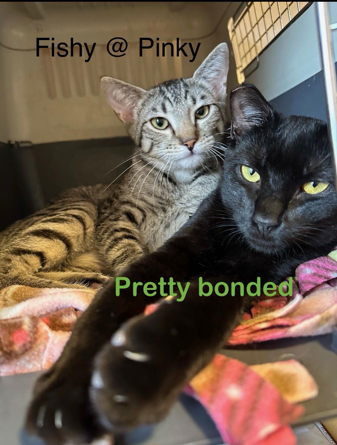 Pink, Adoptable, Young Female Tabby.