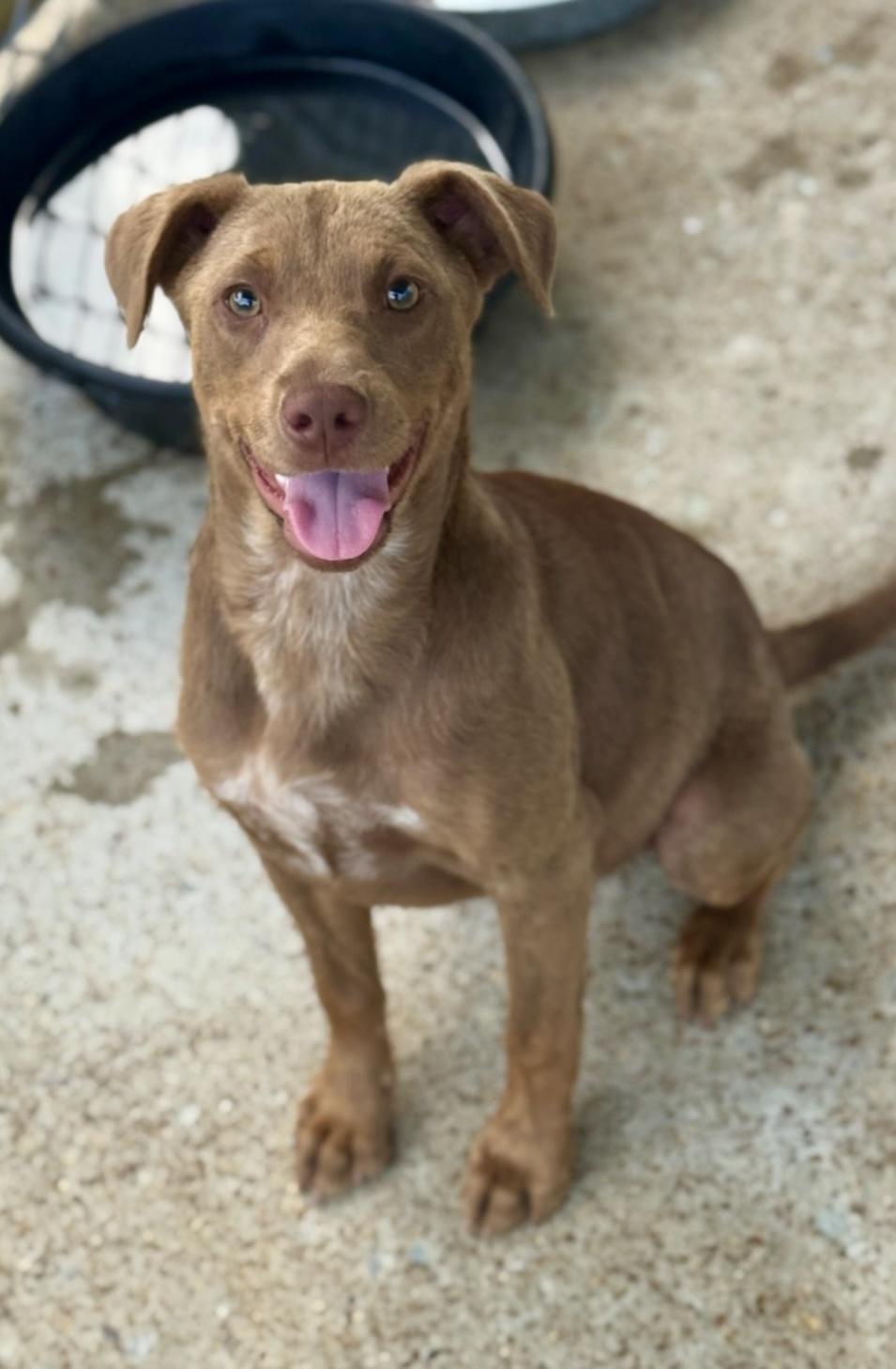 Nutmeg (in foster/by appointment only)