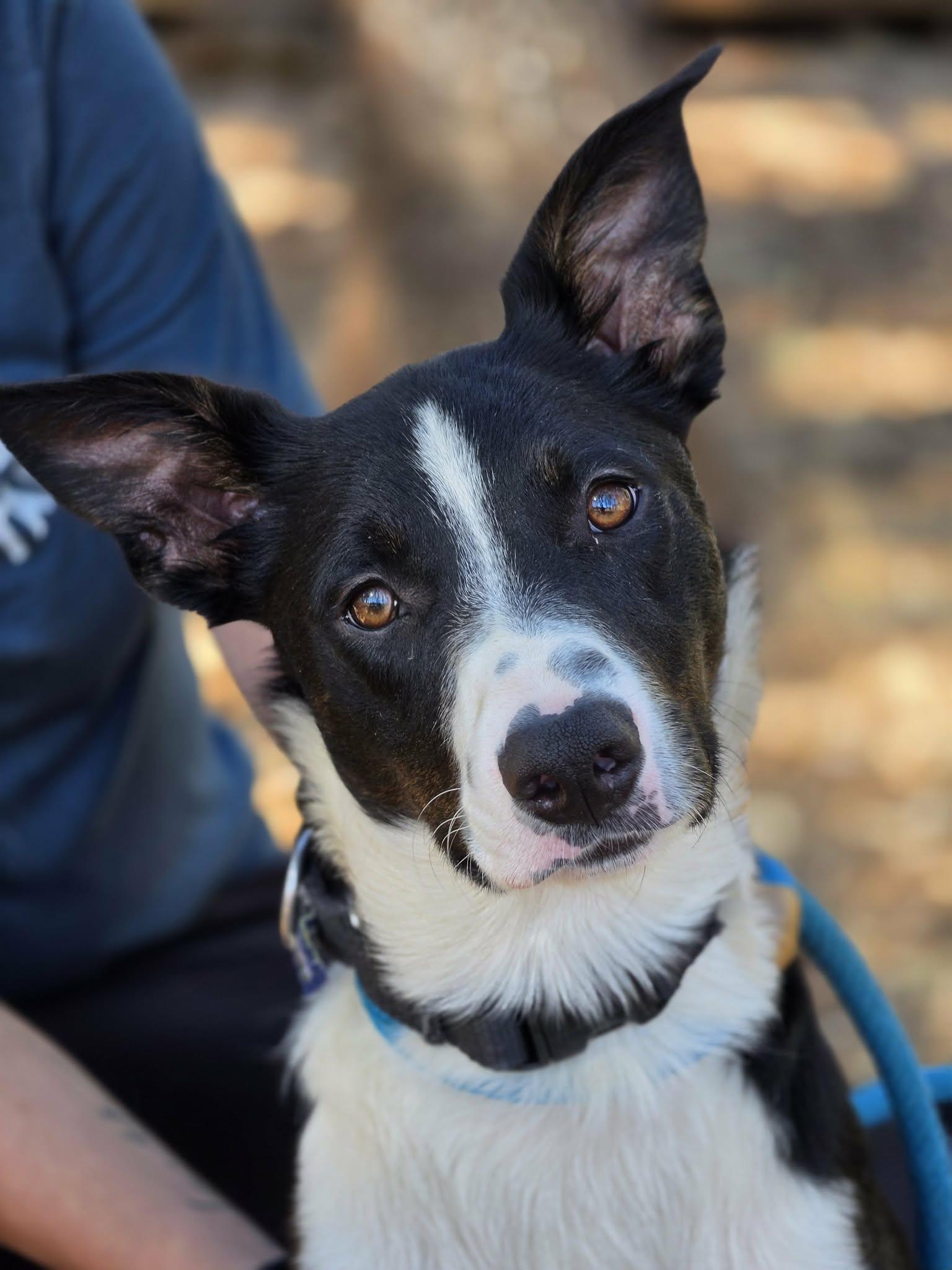 Veggie Sticks, adopted, Young Male Border Collie.