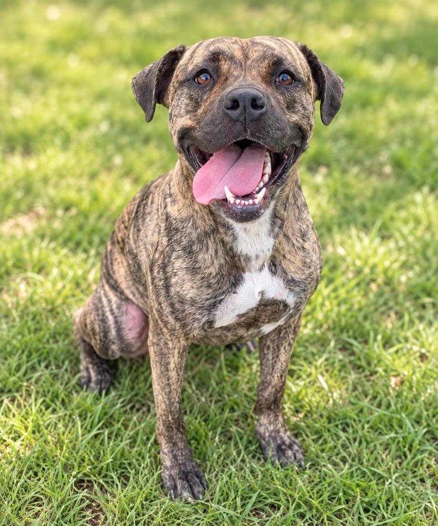 Jazzy, Adoptable, Adult Female Pit Bull Terrier & Mastiff.