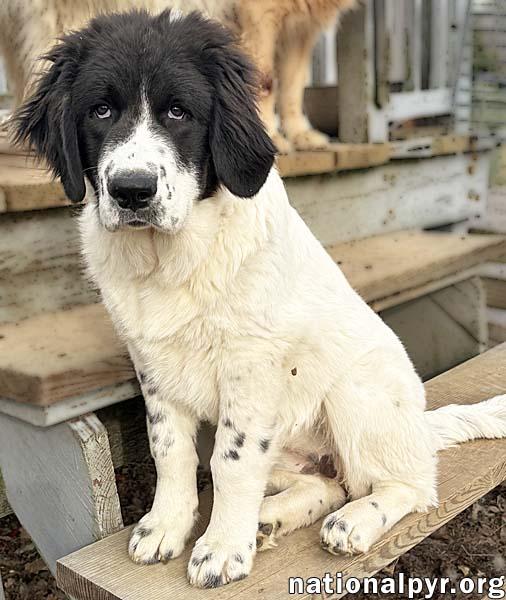 Gidget in KY - Loves To Splash In The Water!