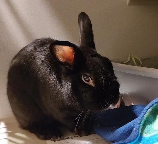 Enlarge Wally, a Adoptable mixed breed in Vancouver, WA image 1/3