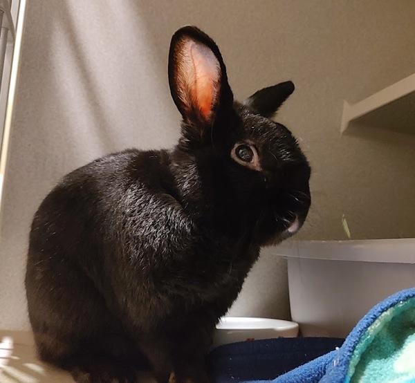 Enlarge Wally, a Adoptable mixed breed in Vancouver, WA image 2/3