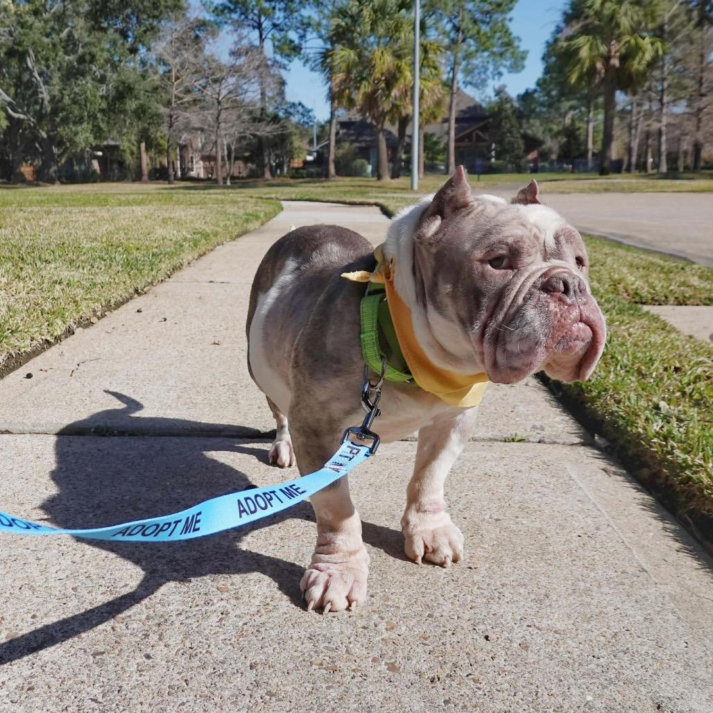 Enlarge Francine, a Adoptable mixed breed in Pearland, TX image 1/6