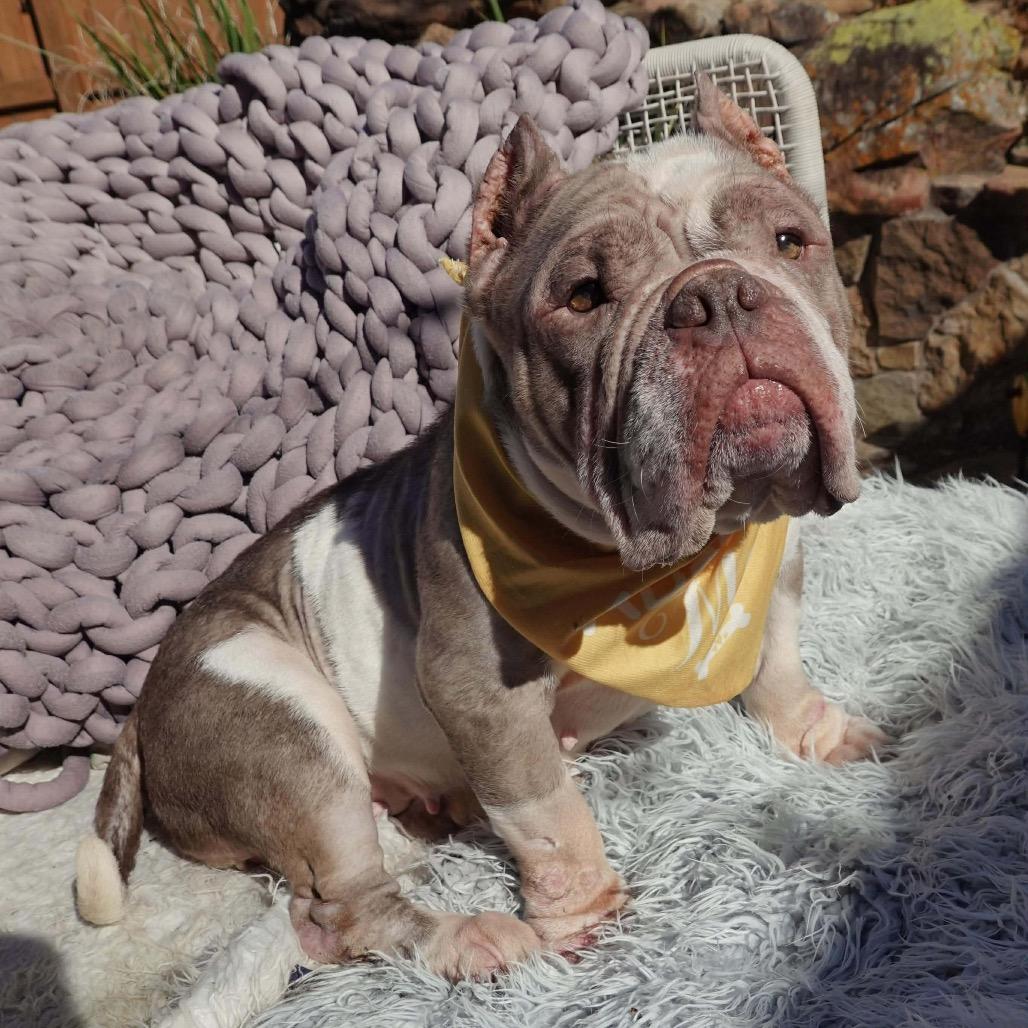 Enlarge Francine, a Adoptable mixed breed in Pearland, TX image 2/6