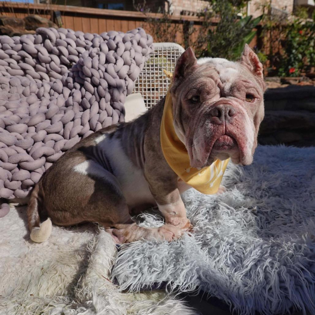 Enlarge Francine, a Adoptable mixed breed in Pearland, TX image 3/6