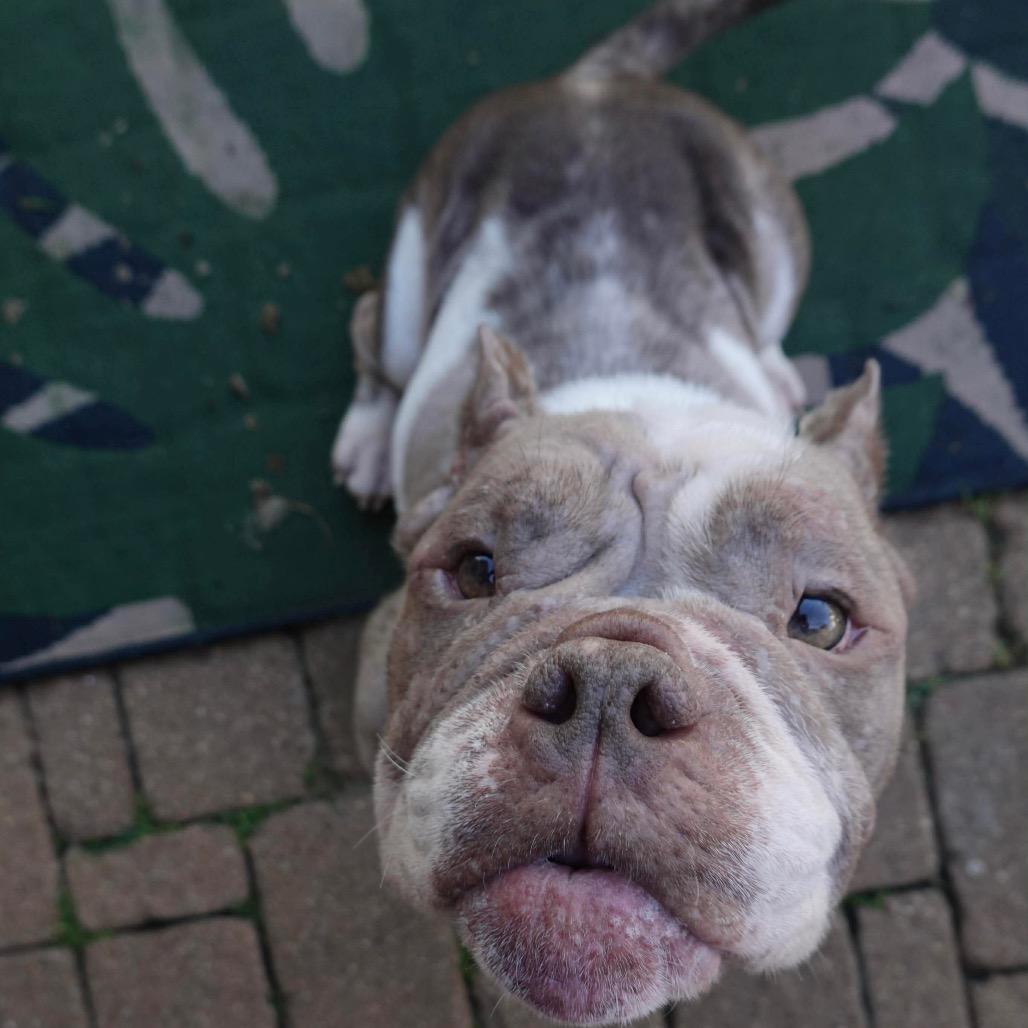 Enlarge Francine, a Adoptable mixed breed in Pearland, TX image 4/6