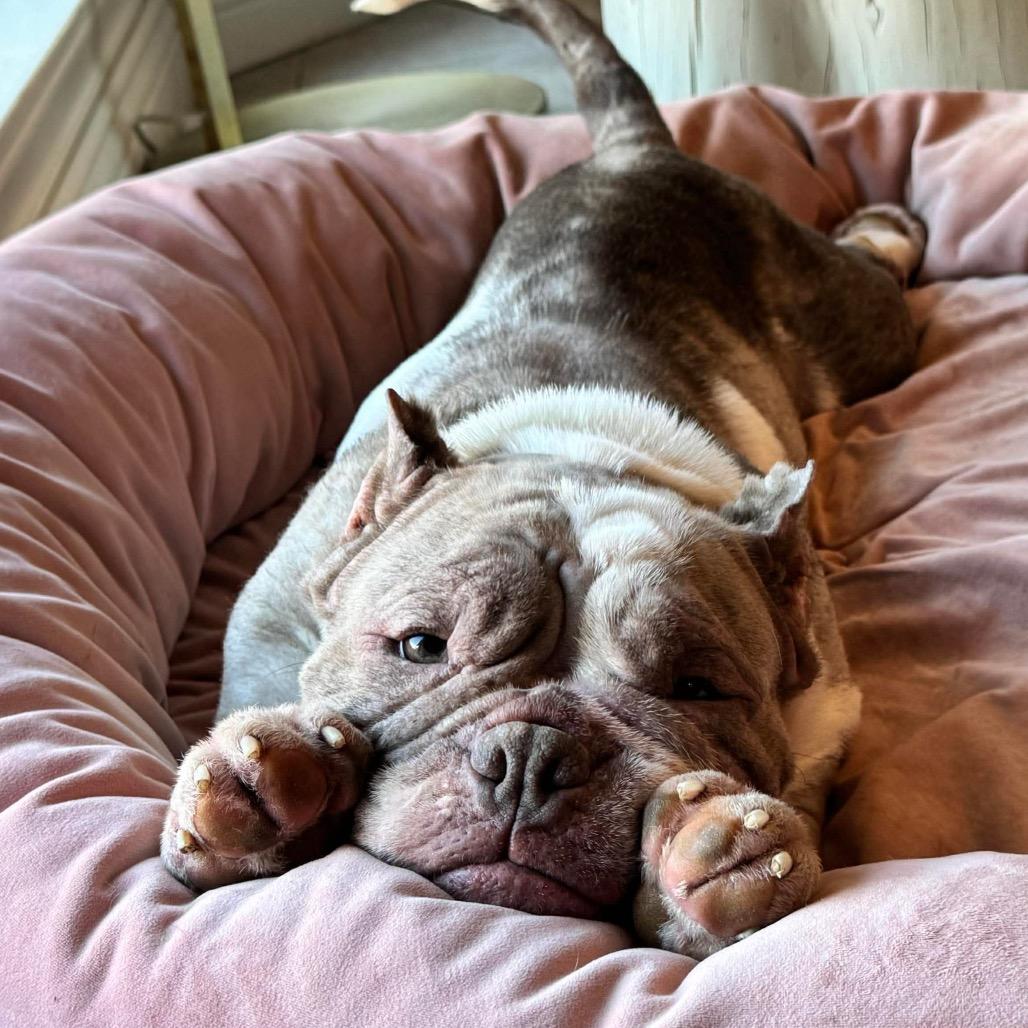 Enlarge Francine, a Adoptable mixed breed in Pearland, TX image 5/6