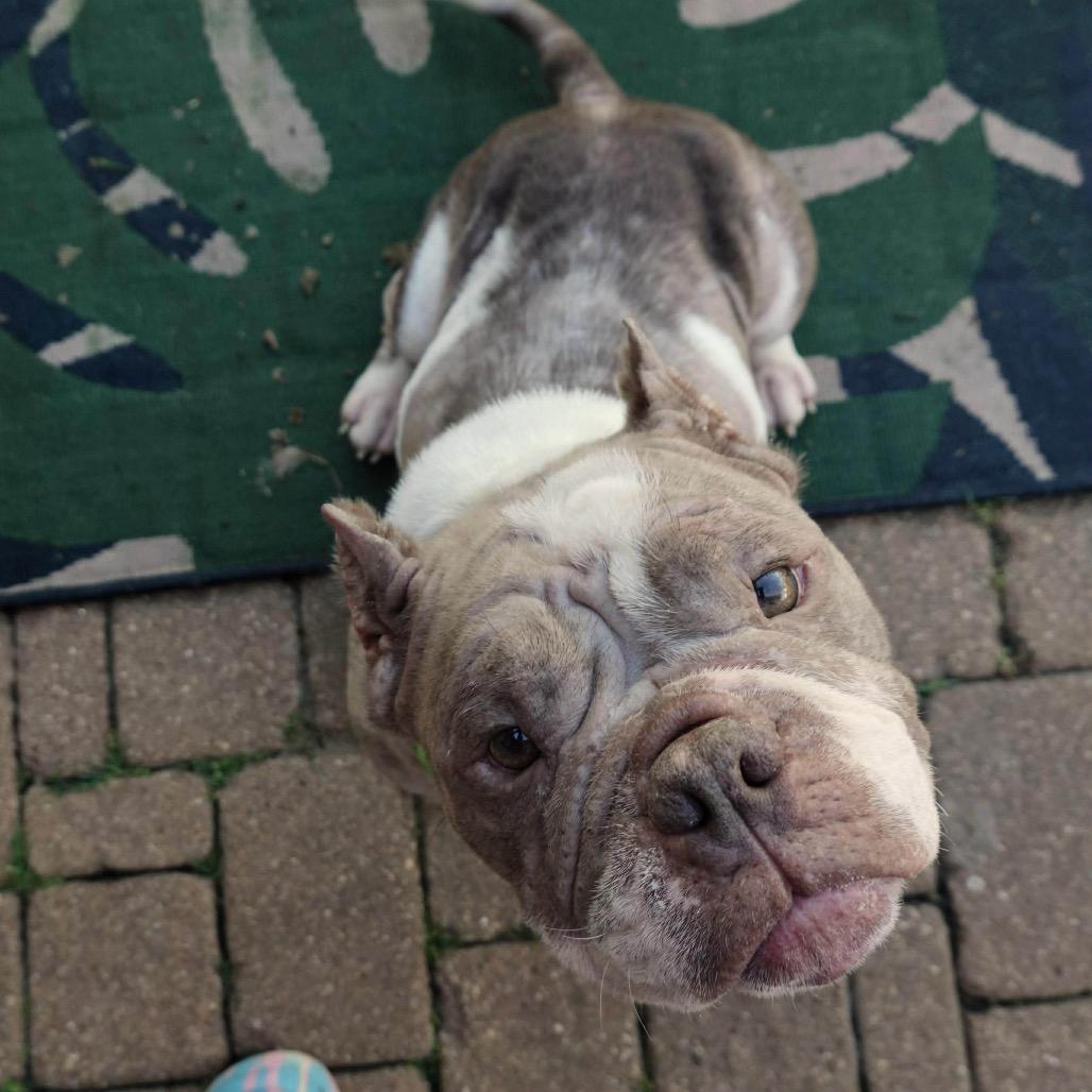 Enlarge Francine, a Adoptable mixed breed in Pearland, TX image 6/6