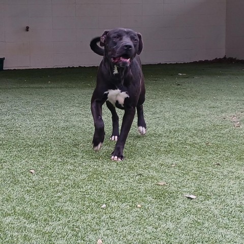 Rascal 2961, an adoptable Mixed Breed in Shorter, AL, 36075 | Photo Image 1