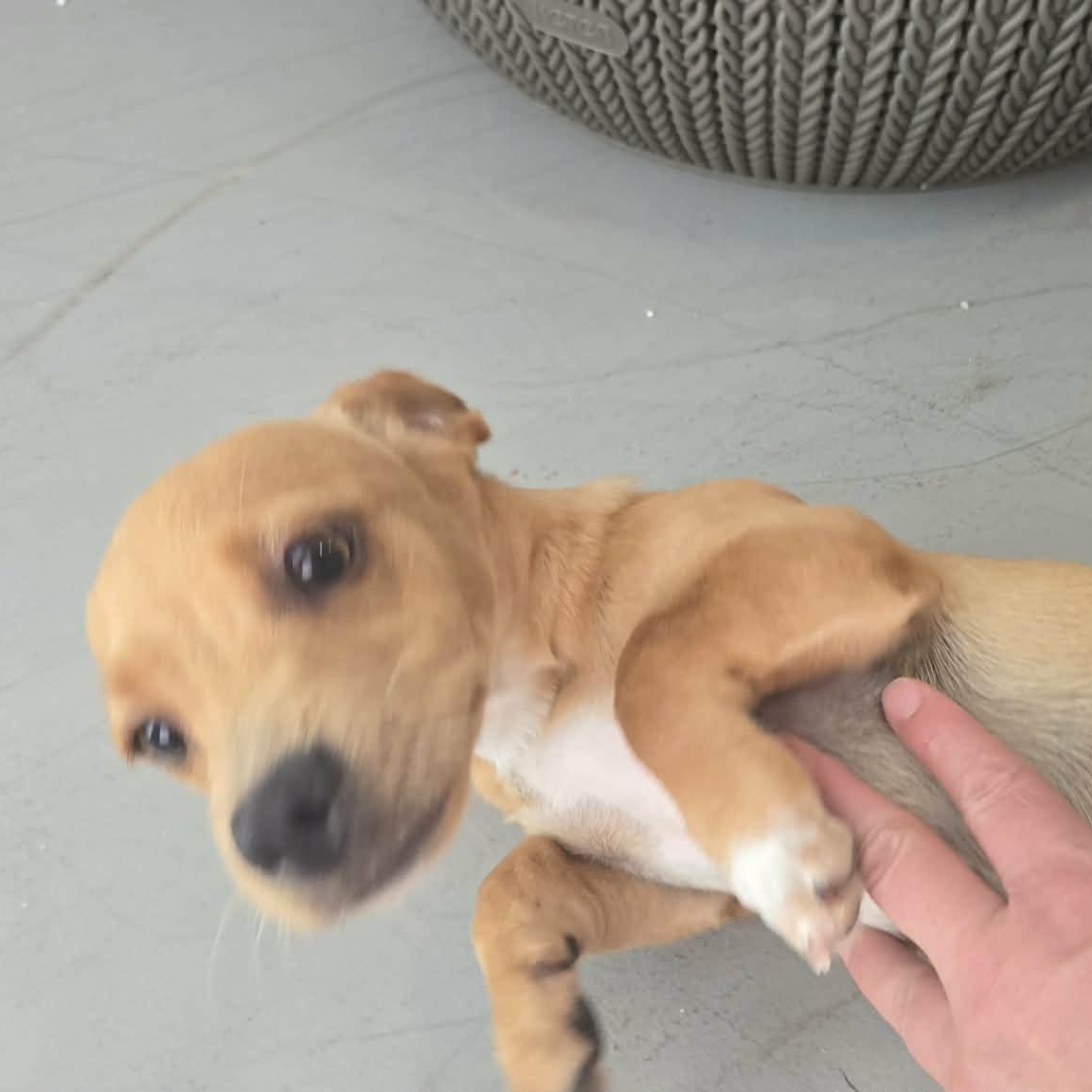 Enlarge Tequila, a ADOPTABLE mixed breed in ISABELA, PR image 6/6
