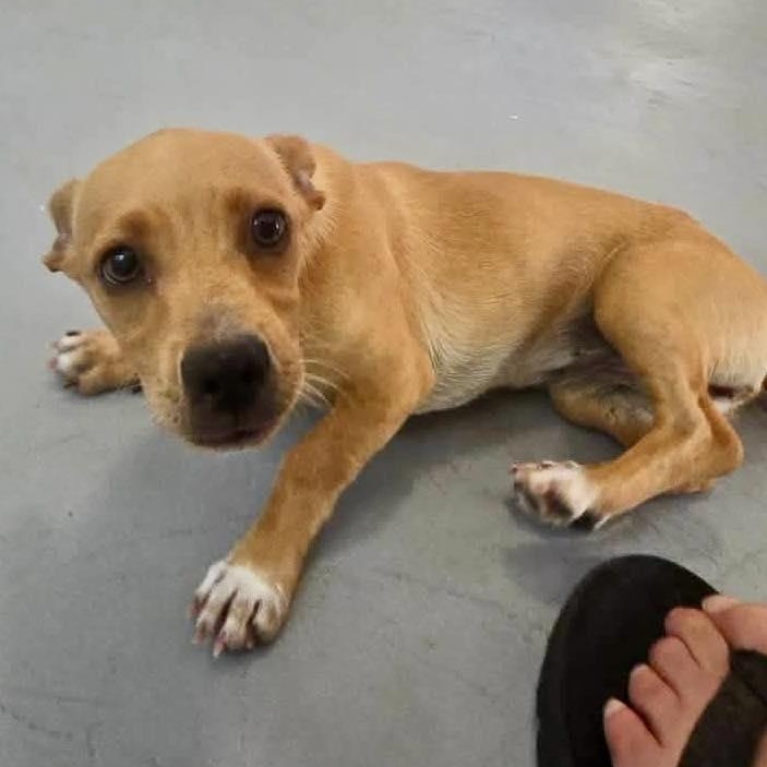 Enlarge Tequila, a ADOPTABLE mixed breed in ISABELA, PR image 3/6