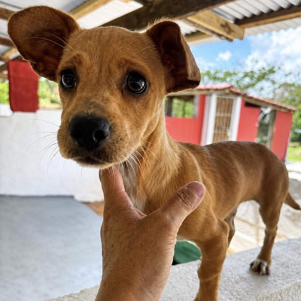 Tequila, ADOPTABLE, Puppy Female Dachshund & Chihuahua.
