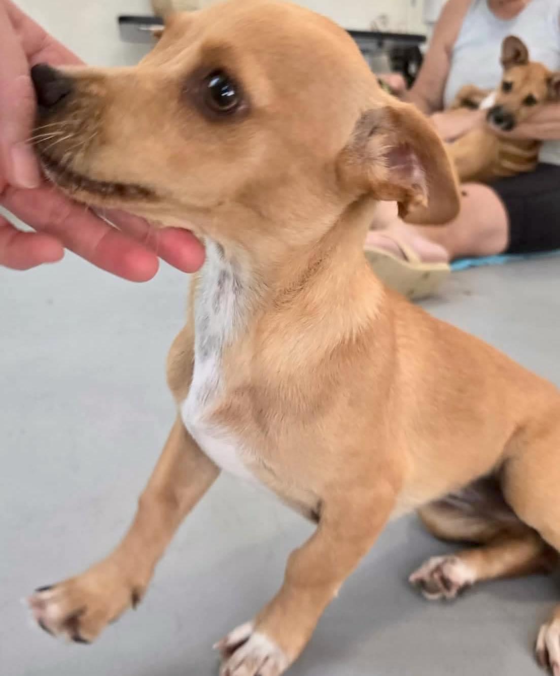 Enlarge Tequila, a ADOPTABLE mixed breed in ISABELA, PR image 4/6