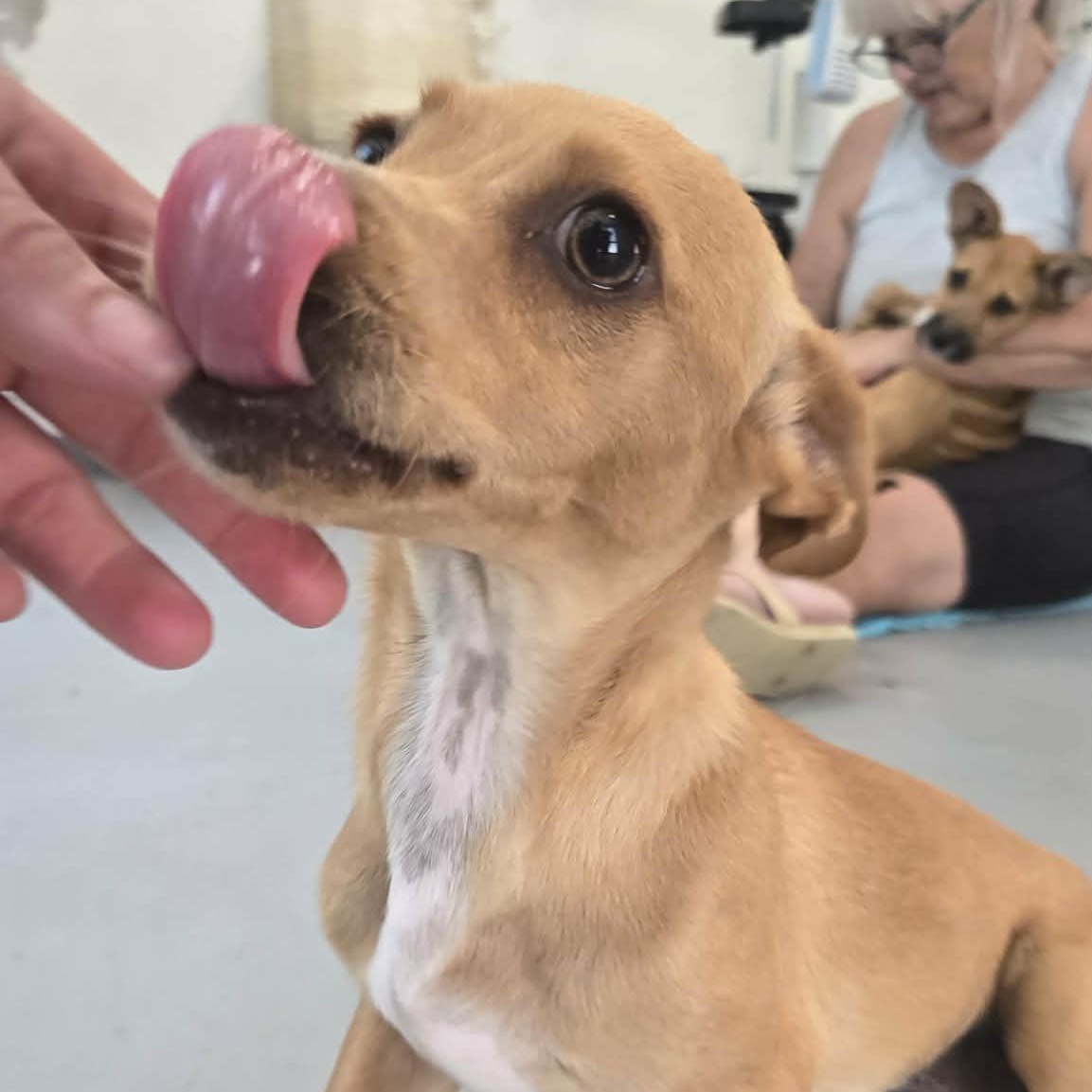 Enlarge Tequila, a ADOPTABLE mixed breed in ISABELA, PR image 5/6