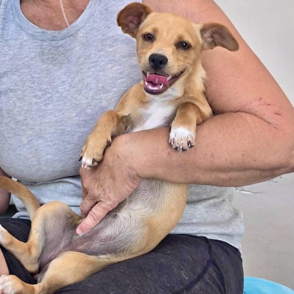 Enlarge Tequila, a ADOPTABLE mixed breed in ISABELA, PR image 2/6