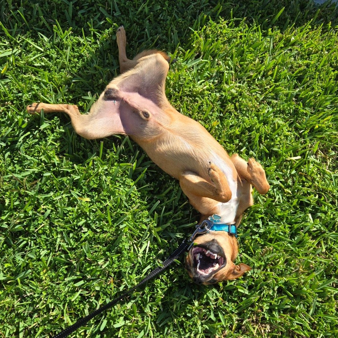 Churro *Snuggly ChiMix*