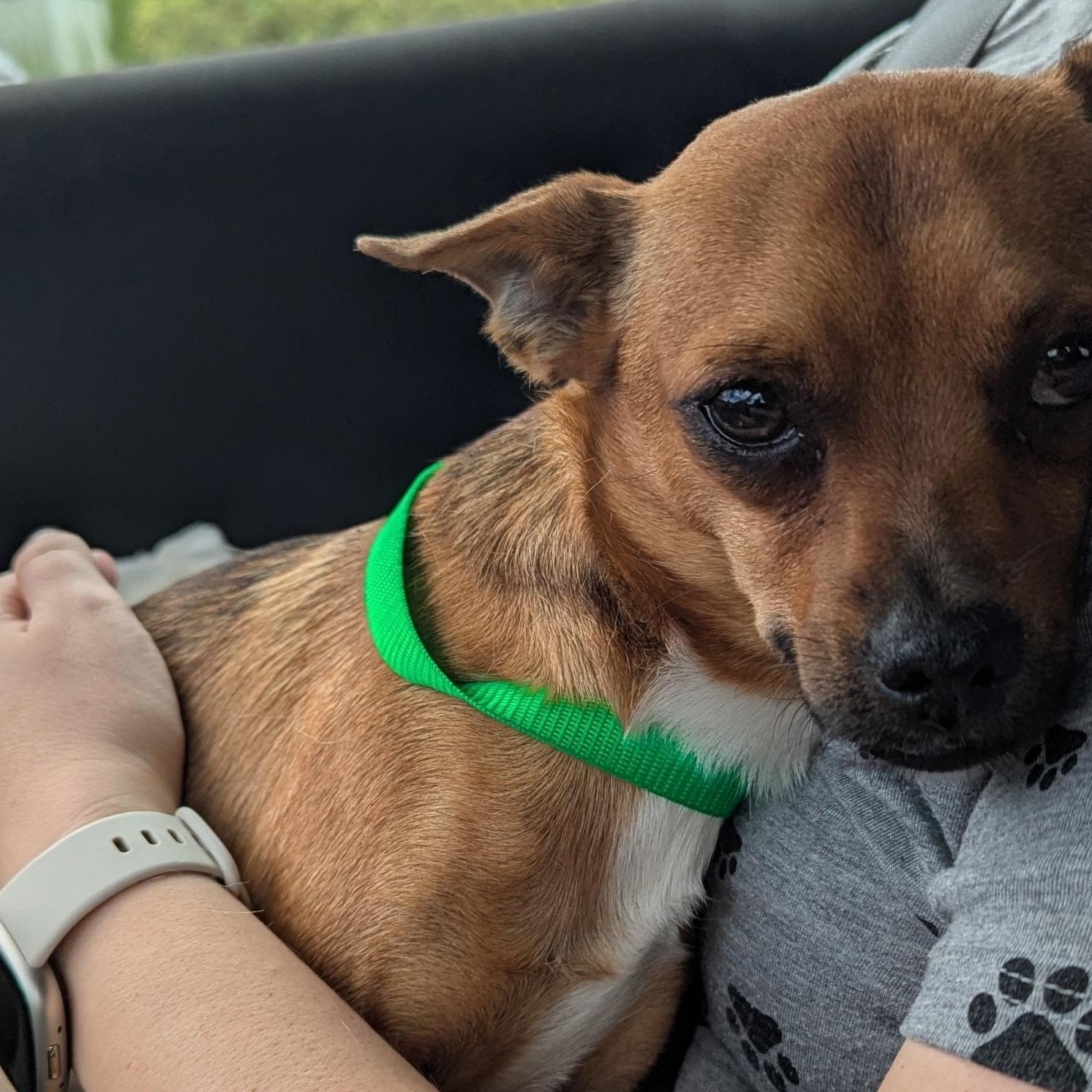 Churro *Snuggly ChiMix*