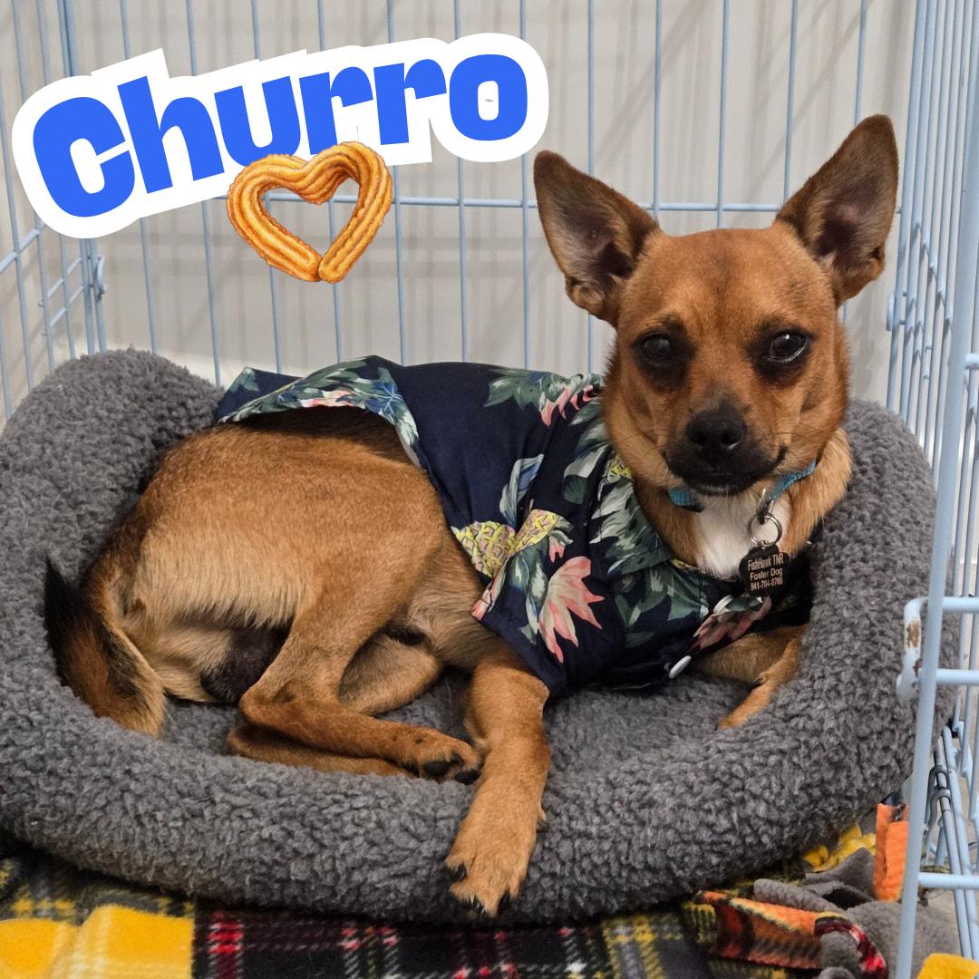Churro *Snuggly ChiMix*