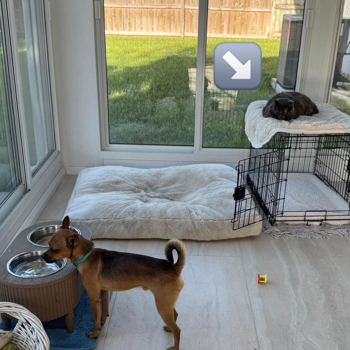 Churro *Snuggly ChiMix*