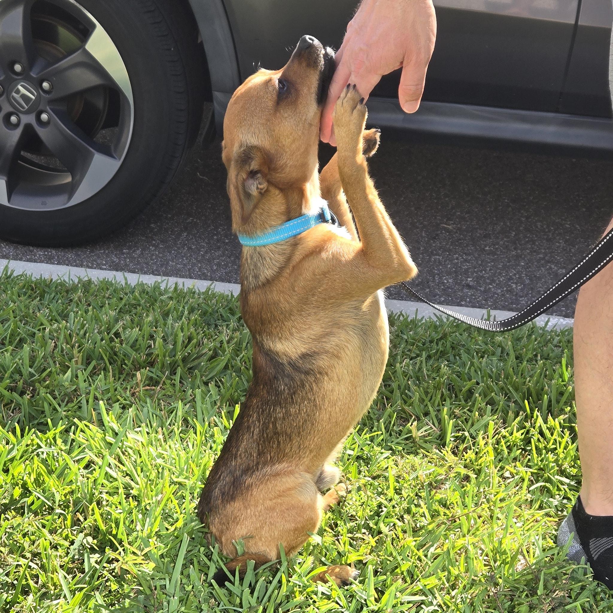 Churro *Snuggly ChiMix*