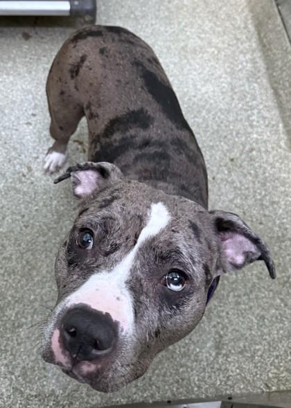 Chance, Adoptable, Adult Female Pit Bull Terrier & Mixed Breed.